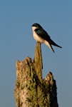 Tree Swallow